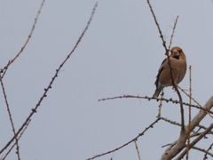Coccothraustes coccothraustes