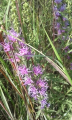 Liatris punctata mucronata