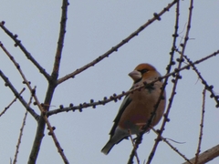 Coccothraustes coccothraustes
