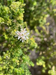 Agathosma geniculata