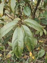 Itea chinensis