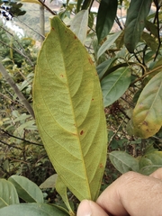 Itea chinensis