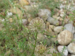 Lomelosia stellata
