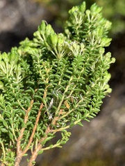 Agathosma geniculata