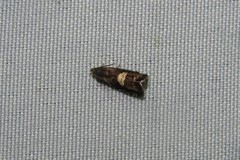 Grapholita fana