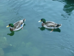 Anas platyrhynchos