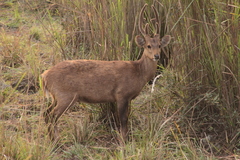 Axis porcinus