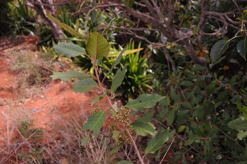 Myrsinaceae image