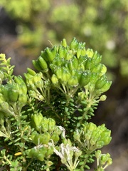 Agathosma geniculata