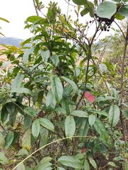 Itea chinensis