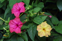 Mirabilis jalapa