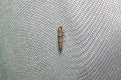 Blastobasis pulchella