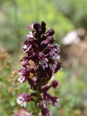 Neotinea ustulata ustulata