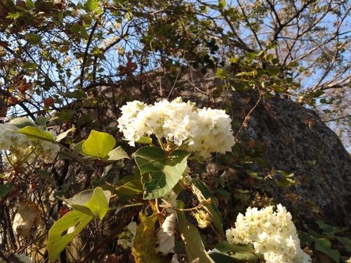 Dombeya ledermannii