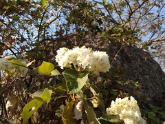 Dombeya ledermannii