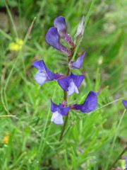Vicia onobrychioides