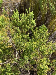 Agathosma geniculata