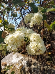 Dombeya ledermannii