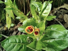 Oenothera epilobiifolia