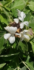 Barleria albostellata