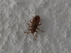 Arocatus roeselii