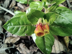 Oenothera epilobiifolia