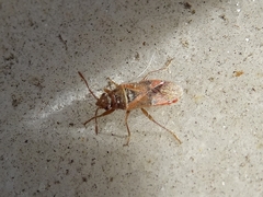 Arocatus roeselii
