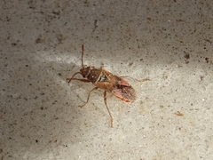 Arocatus roeselii