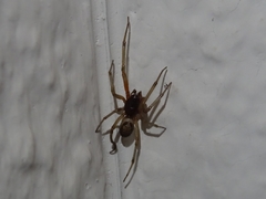Steatoda nobilis