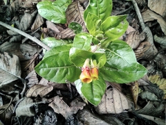 Oenothera epilobiifolia