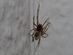 Steatoda nobilis