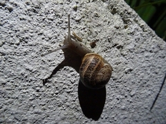 Otala lactea