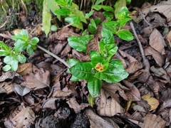 Oenothera epilobiifolia
