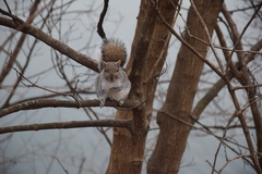 Sciurus carolinensis