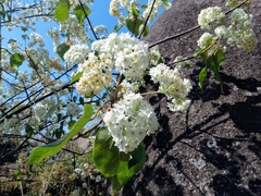 Dombeya ledermannii