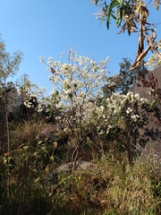 Dombeya ledermannii