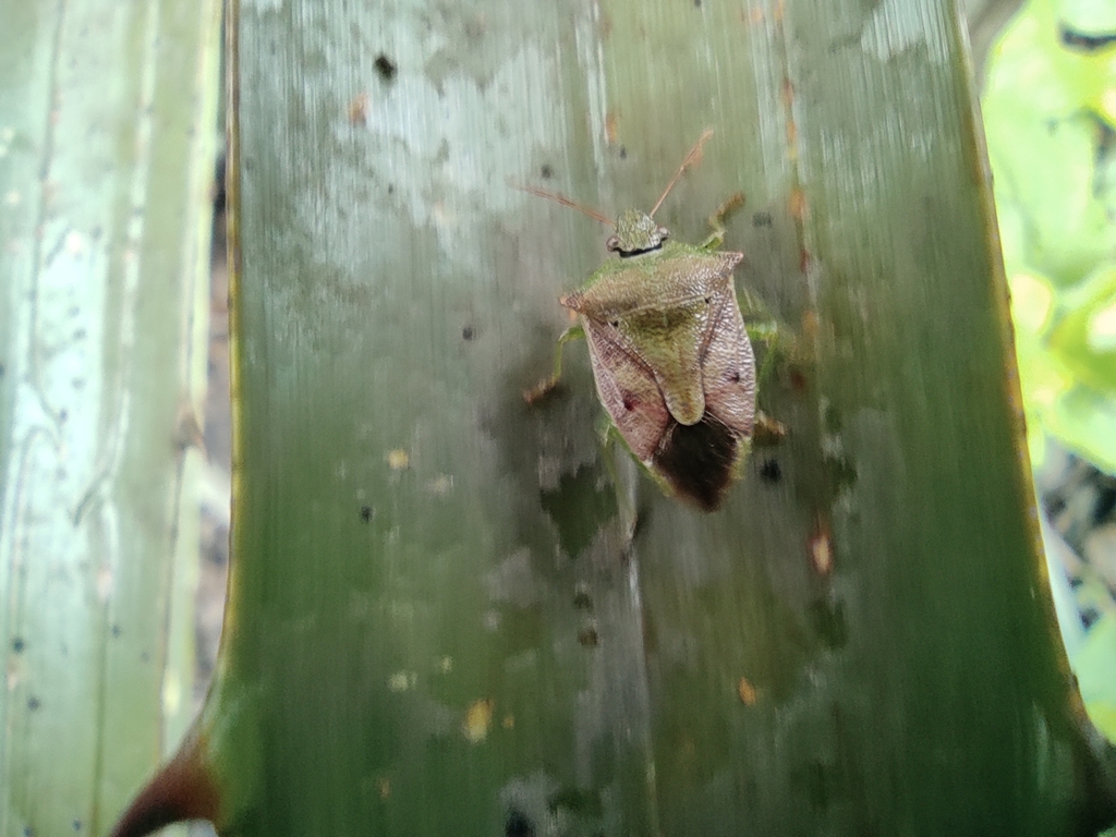 Podisus tinctus