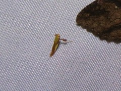 Caloptilia superbifrontella