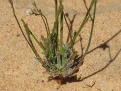 Wahlenbergia androsacea