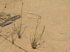 Wahlenbergia androsacea