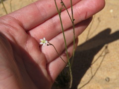 Wahlenbergia androsacea
