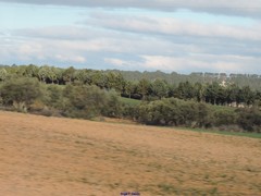 Quercus rotundifolia