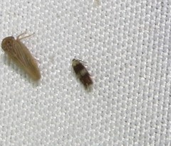 Stigmella nigriverticella