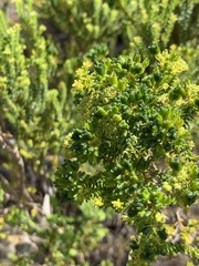 Agathosma geniculata