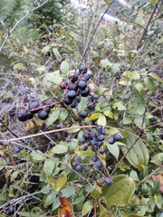 Vaccinium bracteatum