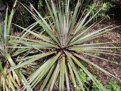 Puya aequatorialis