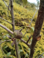 Vaccinium bracteatum
