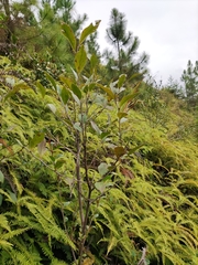 Vaccinium bracteatum