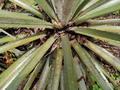 Puya aequatorialis