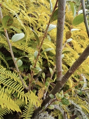 Vaccinium bracteatum